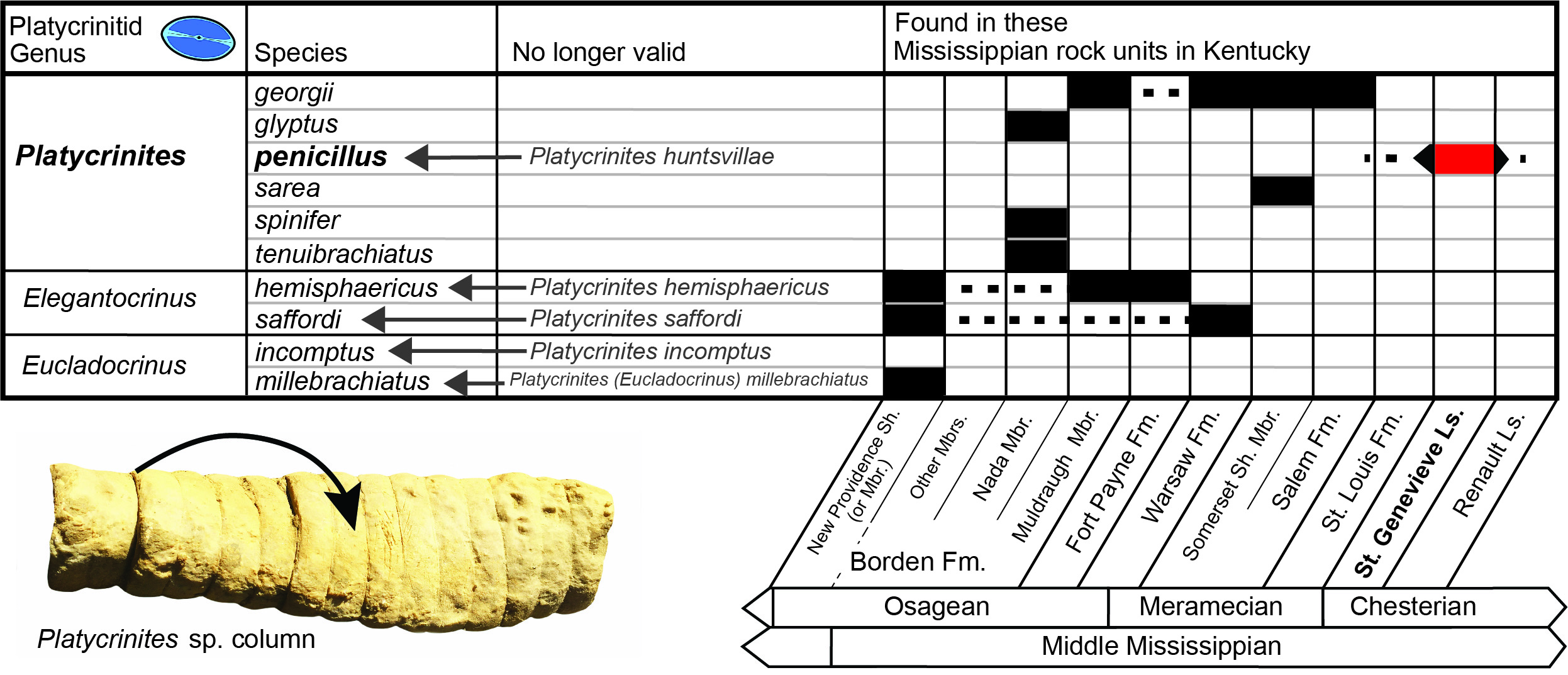 Platycrinites species table